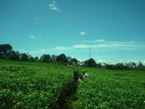 Kebun Teh Kemuning, Ngargoyoso, Karanganyar, Jawa Tengah